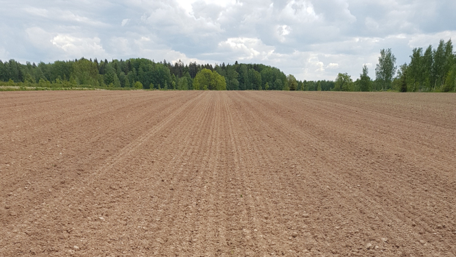 Brūns lauks, tālumā zaļš mežs.