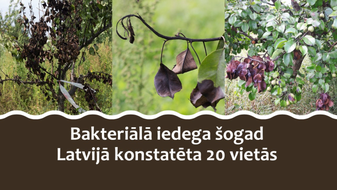 Attēli ar slimības pazīmēm un virsraksta teksts