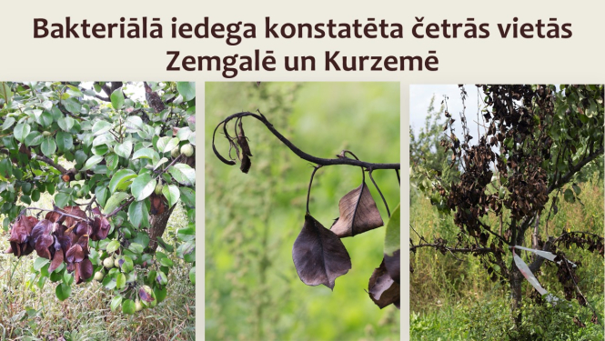 attēli ar bakteriālās iedegas pazīmēm un virsraksta teksts