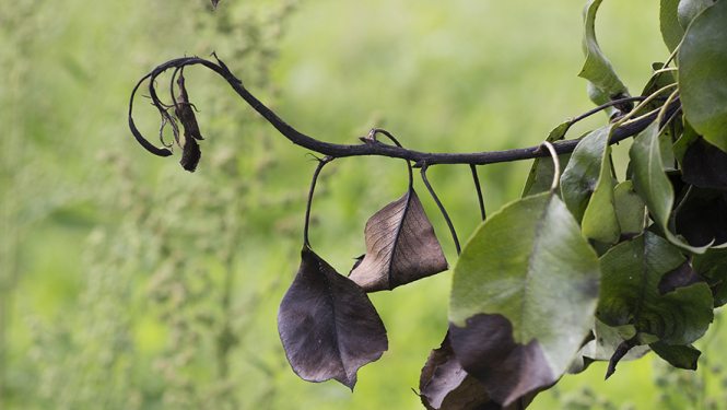 Zars ar nokaltuša āķveida galu