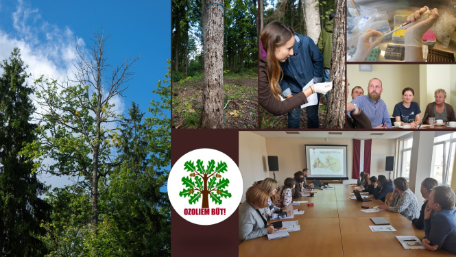 Ozulu kalšanas projekta fotogrāfiju bilžu kolāža