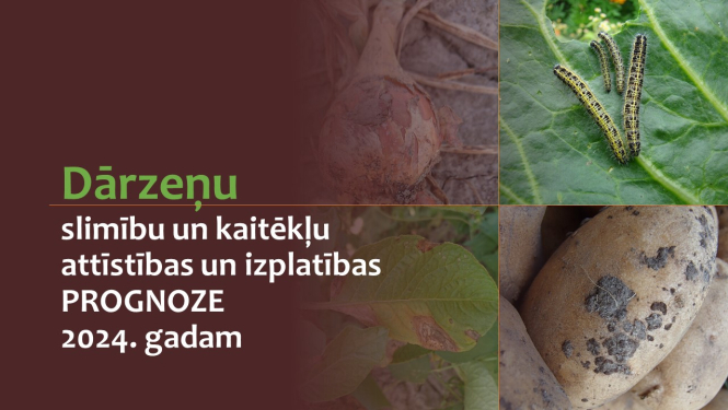 kartupeļu, kāpostu un sīpolu kaitīgo organismu kolāža ar tekstu
