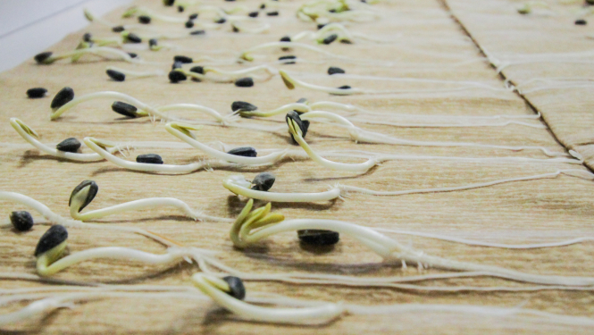 Sēklu dīksti uz filcpapīra