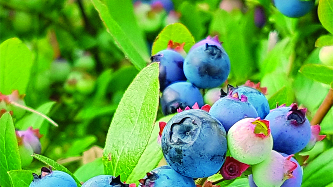 Izdots "Latvijas Republikā reģistrēto augu aizsardzības līdzekļu saraksts 2020"