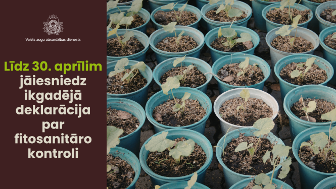 Kreisajā pusē teksts par fitosanitārās deklarācijas iesniegšanas termiņu; labajā pusē tuvplāns ar nelieliem dārzeņu stādiem podiņos.