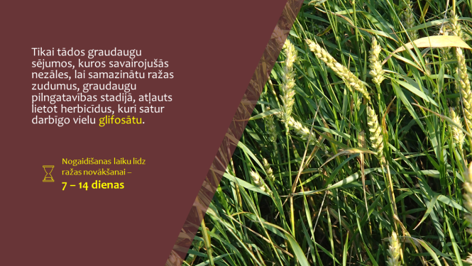 Nezāļains lauks ar teksta izcēlumu