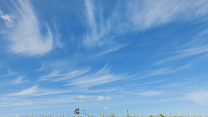 Kviešu lauks vasarā