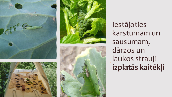 kaitēkļu attēli un virsraksta teksts