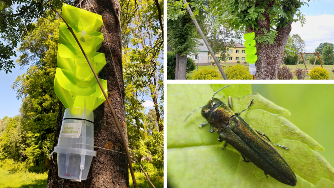 Divi slazdu kokos attēli un vaboles attēls