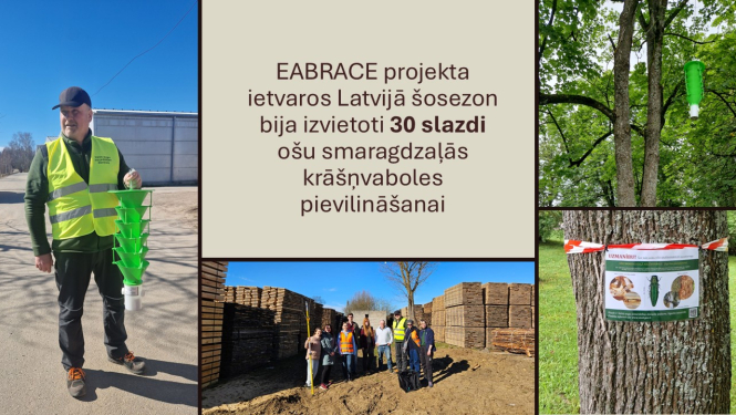 Bilžu kolāža. Kreisajā pusē VAAD inspektors tur rokās slazdu zaļā krāsā, apakšējā attēlā projekta dalībnieku grupas bilde, labajā pusē - slazds iekārts kokā un informatīva plāksne pie koka