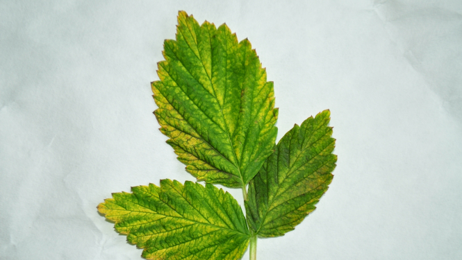 Aveņu lapa ar iedzeltneām malām