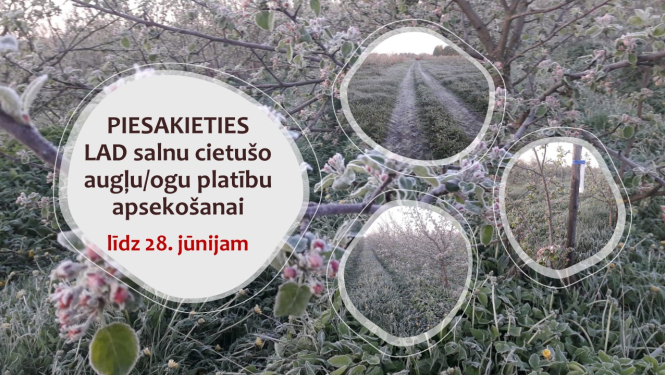 kolāža no attēliem ar apsalušiem augļukokiem