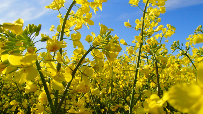 ziedošs rapša lauks tuvplānā