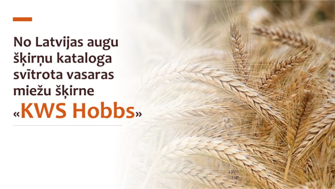 Miežu attēls un teksts