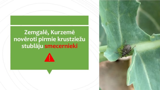 Attēls ar kukaini uz rapša lapas un Brīdinājuma teksts par izplatību