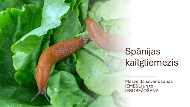 Divi Spānijas kailgliemeži salātu lapās un teksts