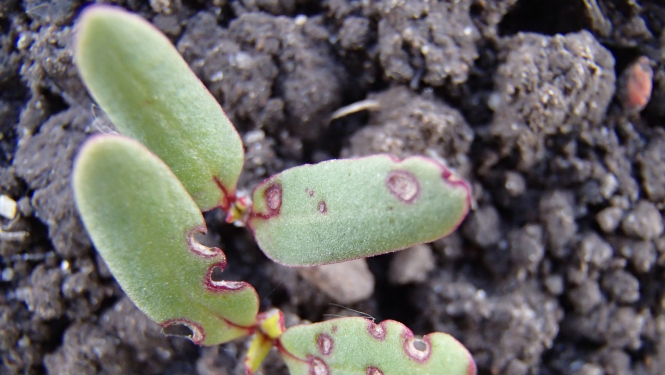 Spradža bojājums uz auga