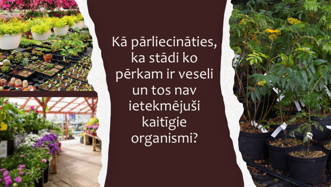 Kolāža no attēliem stādu tirdzniecības vietās un izceltais teksts