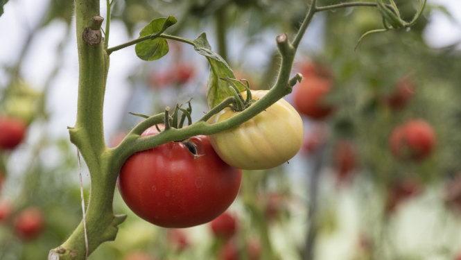tomāti siltumnīcā uz zariem