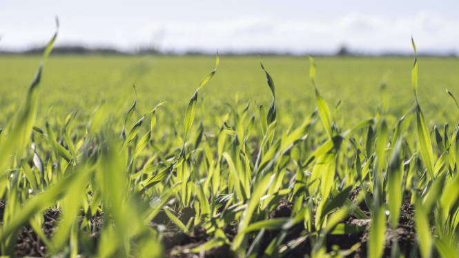 Zaļš labības lauks, stiebri nelieli, tuvplānā