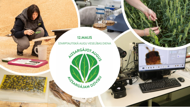 fotogrāfiju kolāža