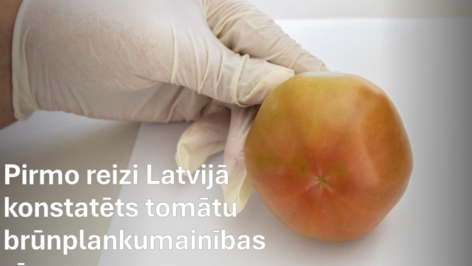 Roka cimdā tur tomātu ar nelieliem plankumiem