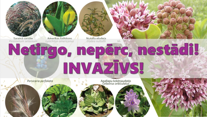 Kolāža no invazīvo augu attēliem