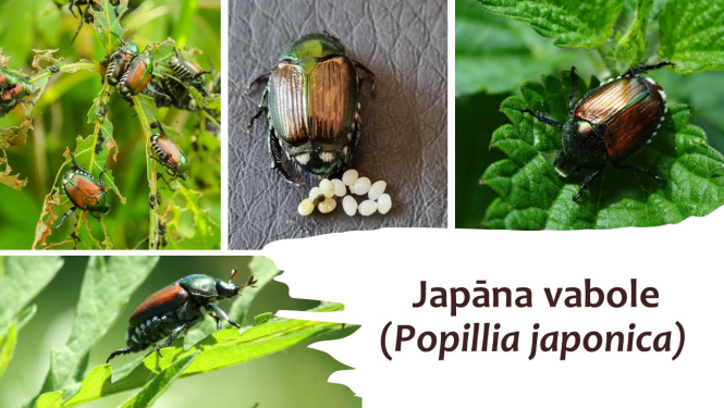 vaboles bilžu kolāža