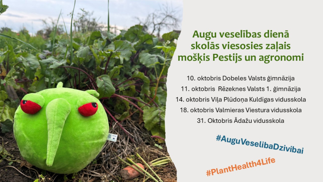 attēls - zaļa mīskta apaļa rotaļlieta ar sarkanām acīm un garu snuķi biešu laukā  sakombinēts ar tekstu