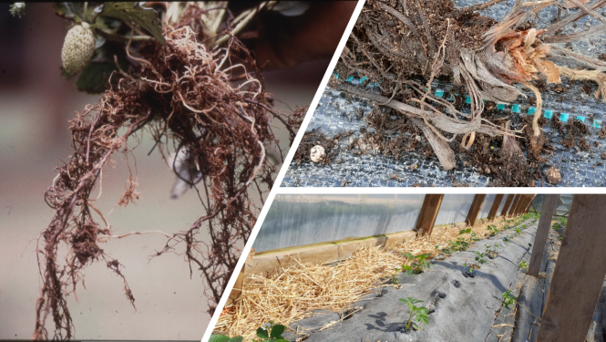 Trīs attēlu kolāža, novārguši stādi un saknes