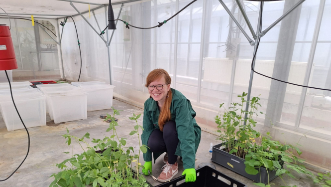 Laura Celma pie ievākto augu paraugu kastes laboratorijas telpās