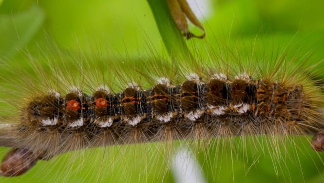 Zeltvēdera mūķenes kāpuram raksturīgas divas oranžas kārpiņas ķermeņa aizmugurējā daļā