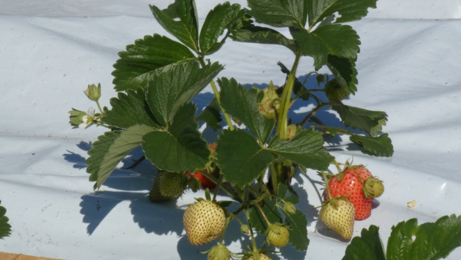 Zemenes stāds ar ogām