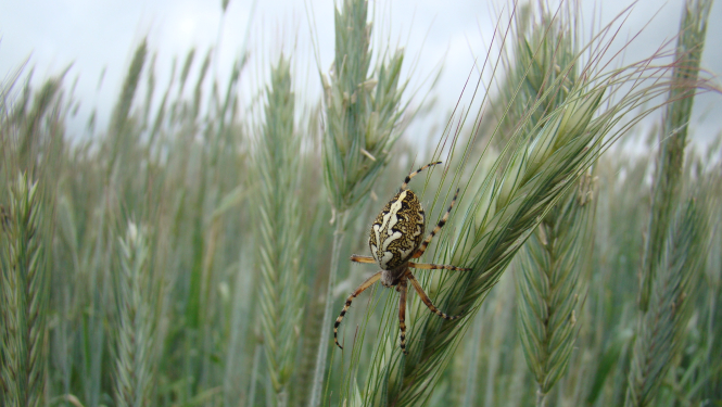 Zirneklis uz vārpas labības laukā