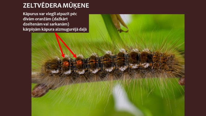 zletvēdera mūķenes attēls ar komentāru par atpazīšanu