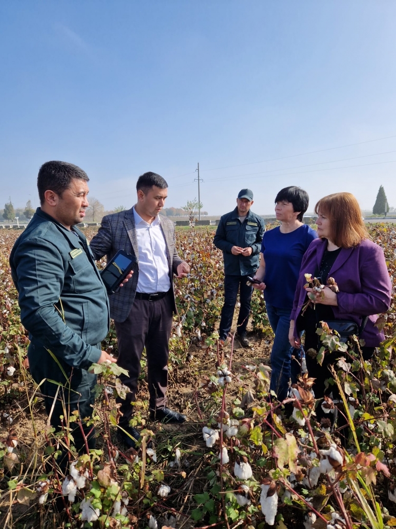 Latvijas eksperti Uzbekistānā kokvilnas laukā