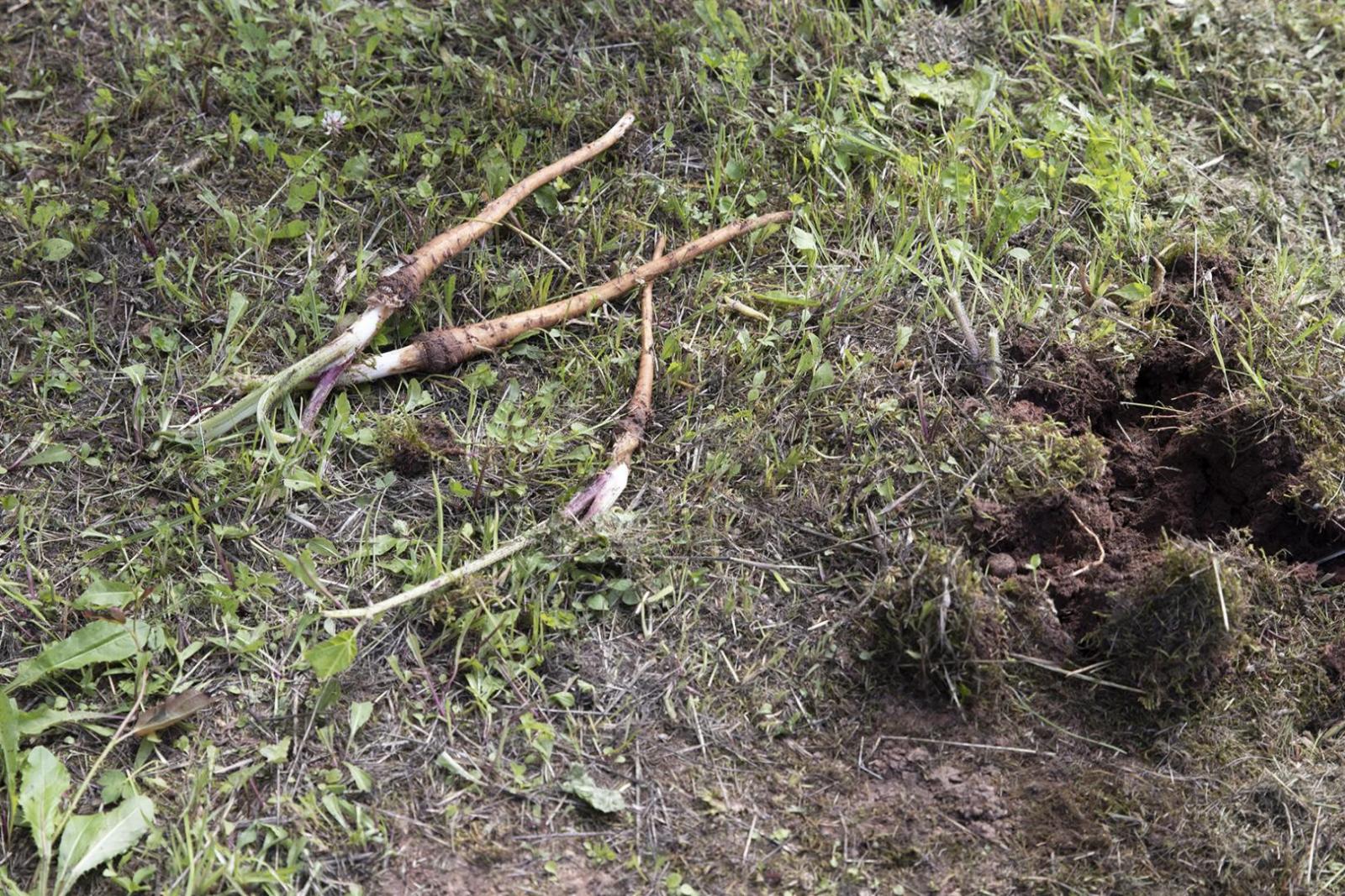 Uz zemes izraktas latvāņa saknes, tās ir tievas un garas