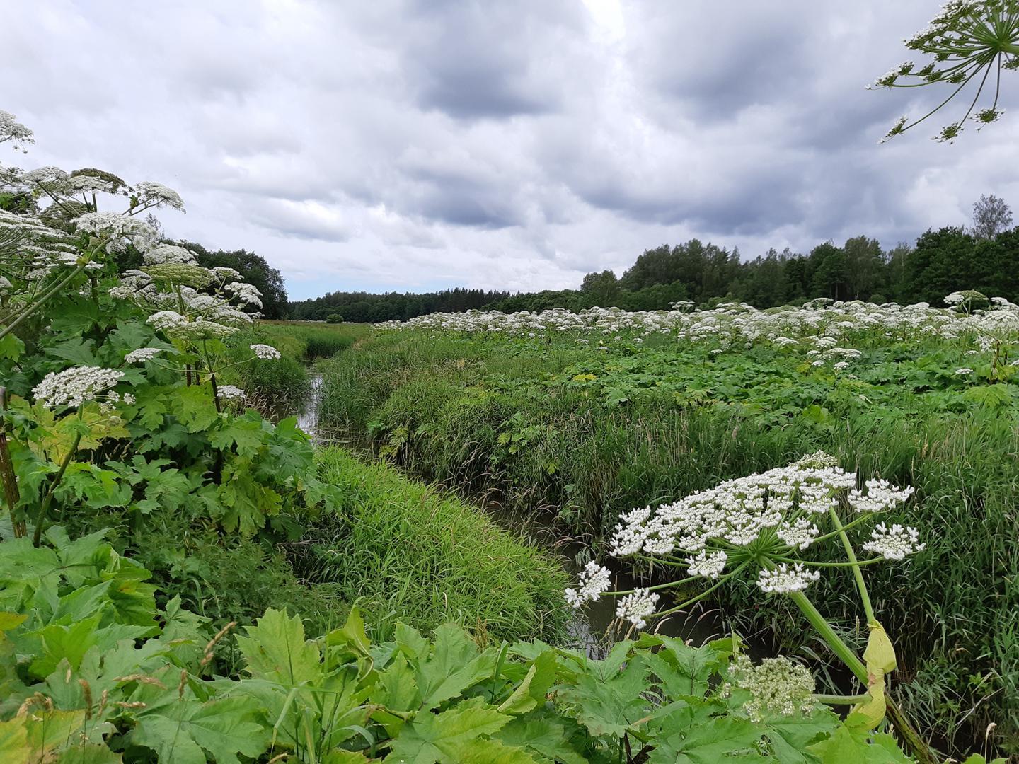 Latvāņi zied baltiem ziediem, tie saauguši abās pusēs upei