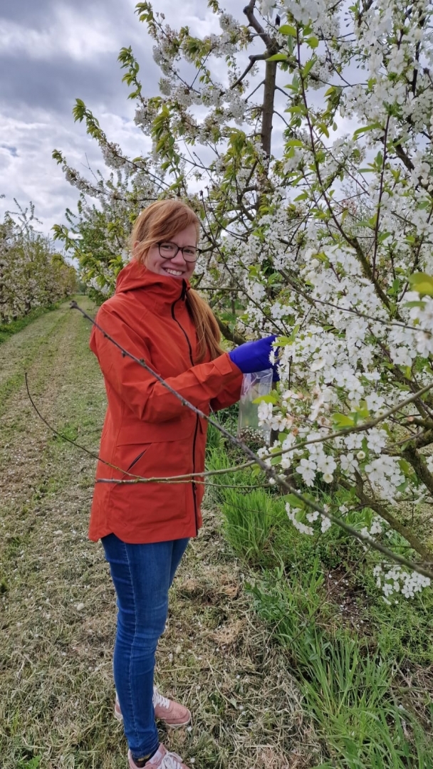 laura celma ņem paraugus no ziedoša koka