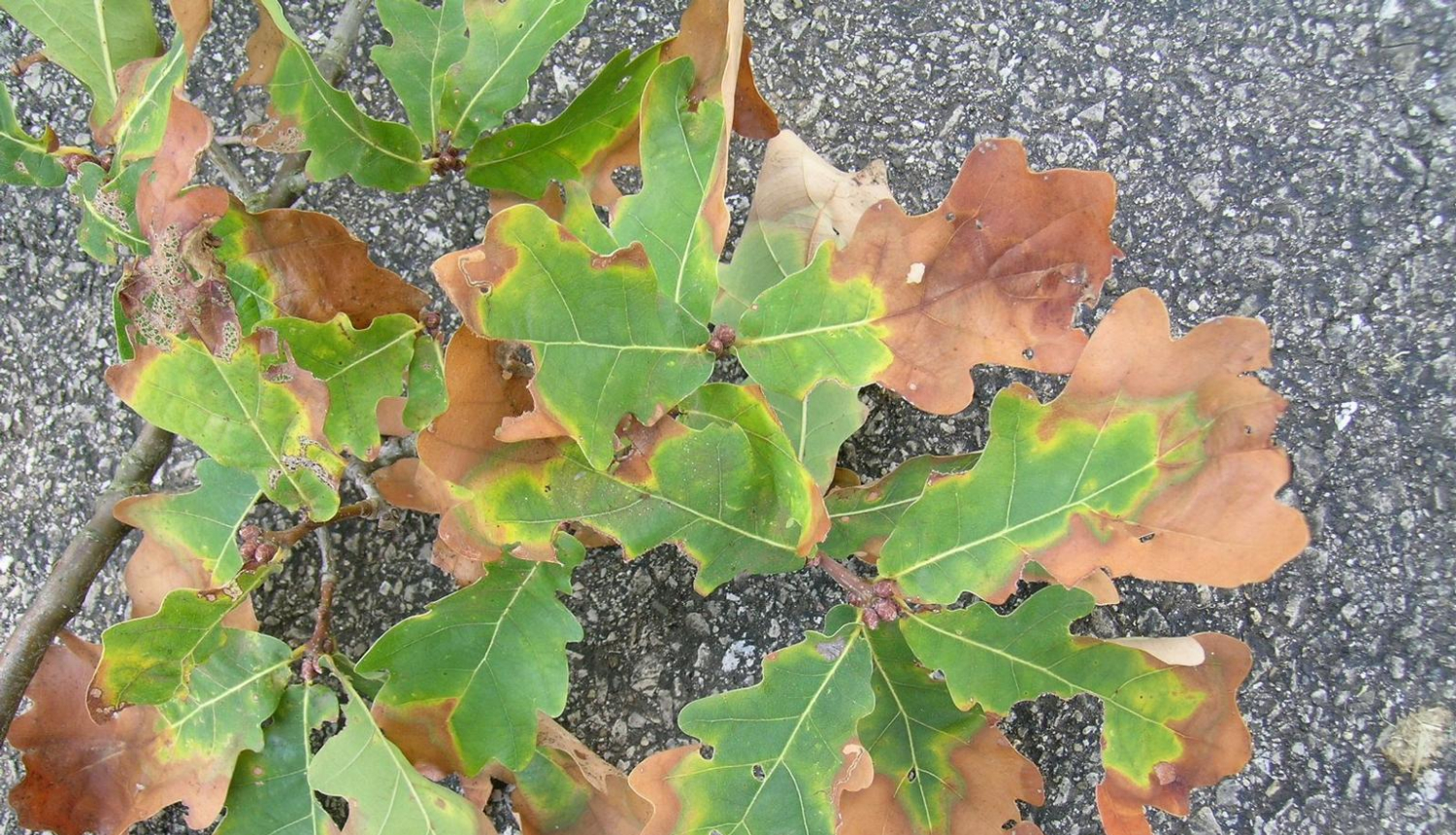  Aicina izvairīties no bīstamas augu slimības ievešanas Latvijā