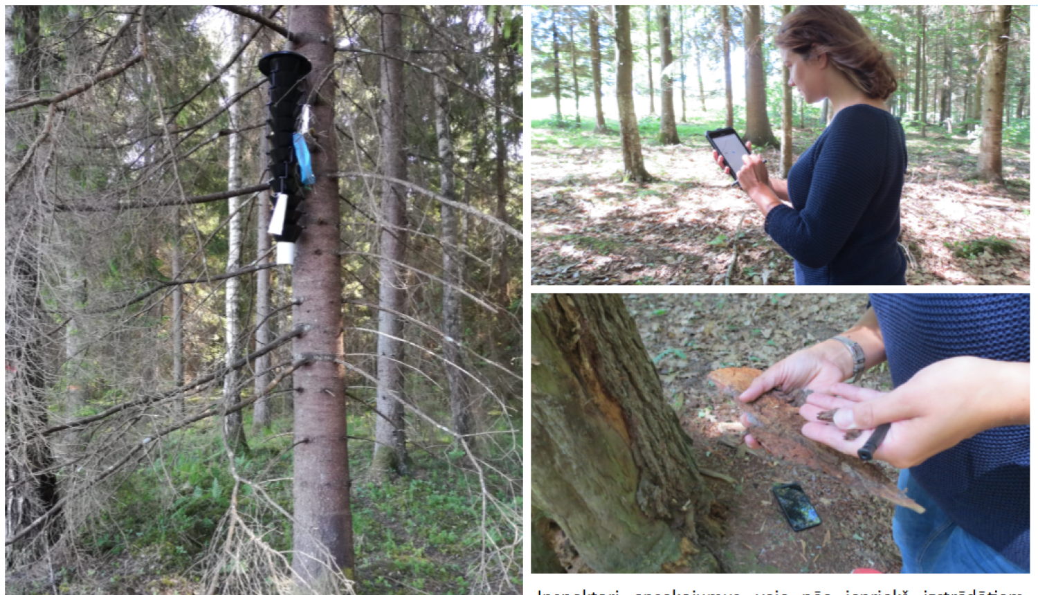 Mežos visā Latvijā veic kaitēkļu monitoringu