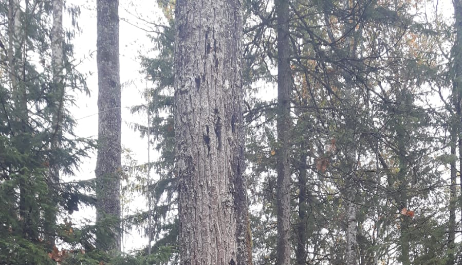 Izstrādāts daudzpusējas sadarbības projekts ozolu akūtās kalšanas zinātniskajiem pētījumiem