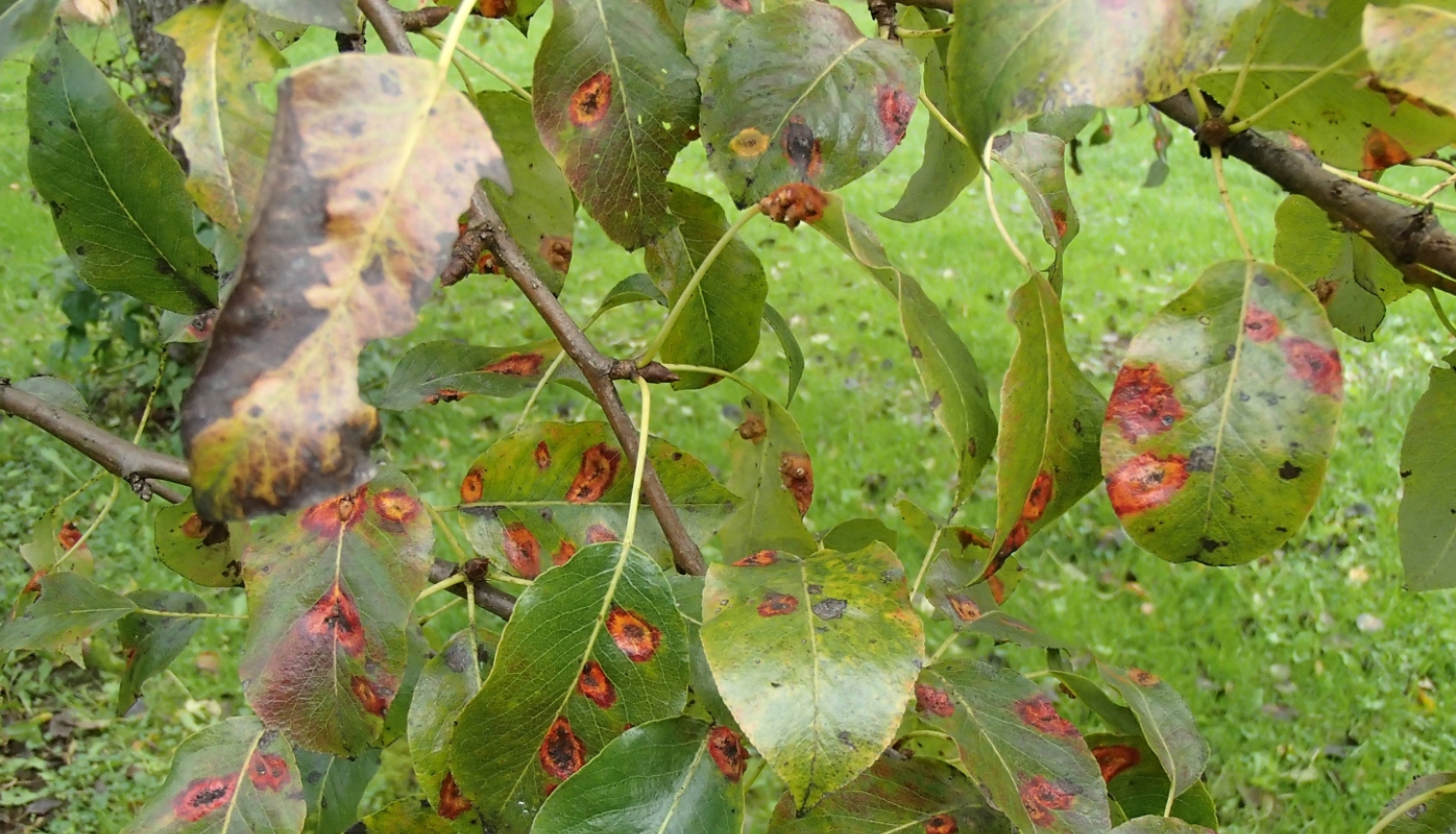 Bumbieru - kadiķu rūsas pazīmes uz bumbieres lapām