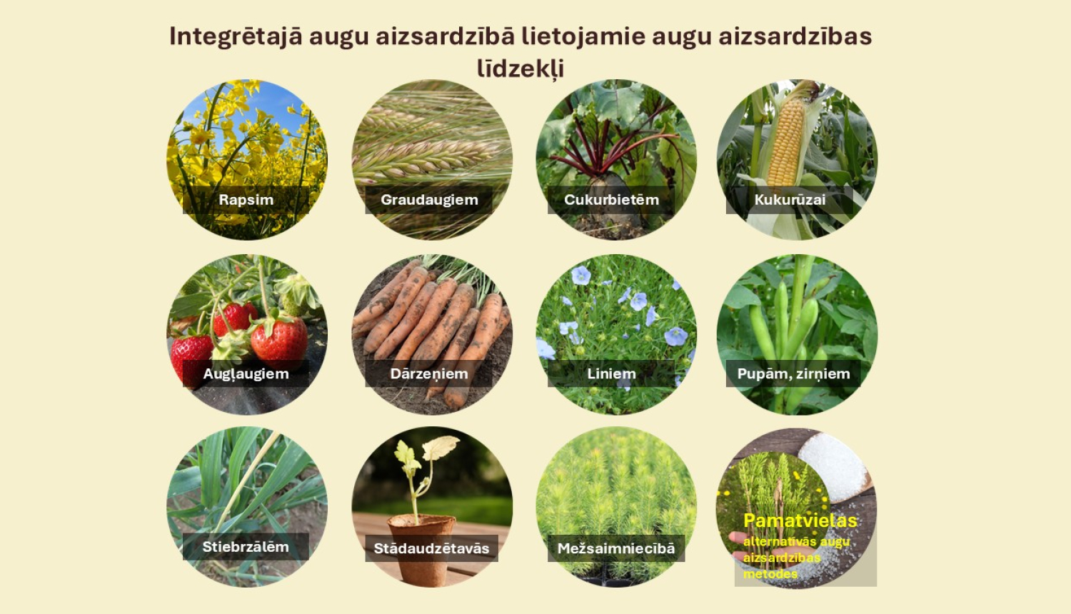 Vizuālis - 11 kultūraugu attēli aplīšos un pamatvielu (cukurs un kosas) attēls