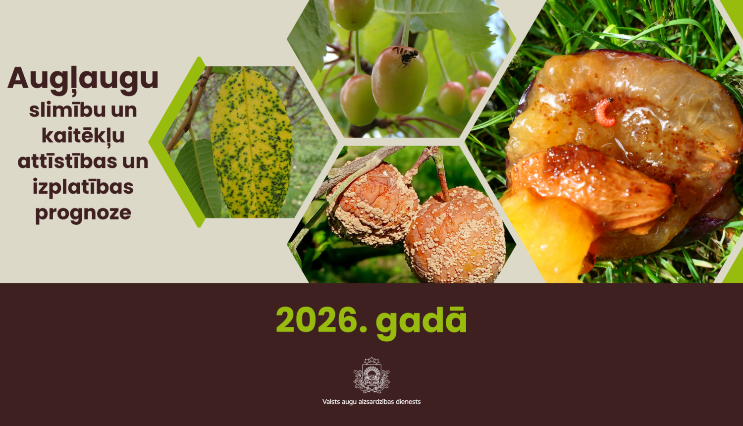 Kreisajā pusē teksts par augļaugu slimību un kaitēkļu izplatības prognozēm 2026. gadā; labajā pusē āboli, plūmes, ķirši ar dažādu slimību un kaitēkļu pazīmēm.