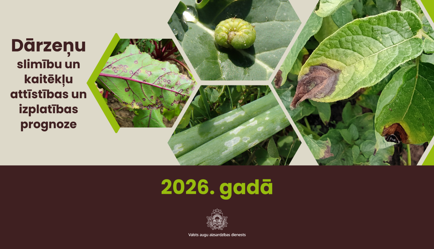Kreisajā pusē teksts par dārzeņu slimību un kaitēkļu izplatības prognozēm 2026. gadā; labajā pusē dārzeņu un to lapu attēli ar dažādām slimībām