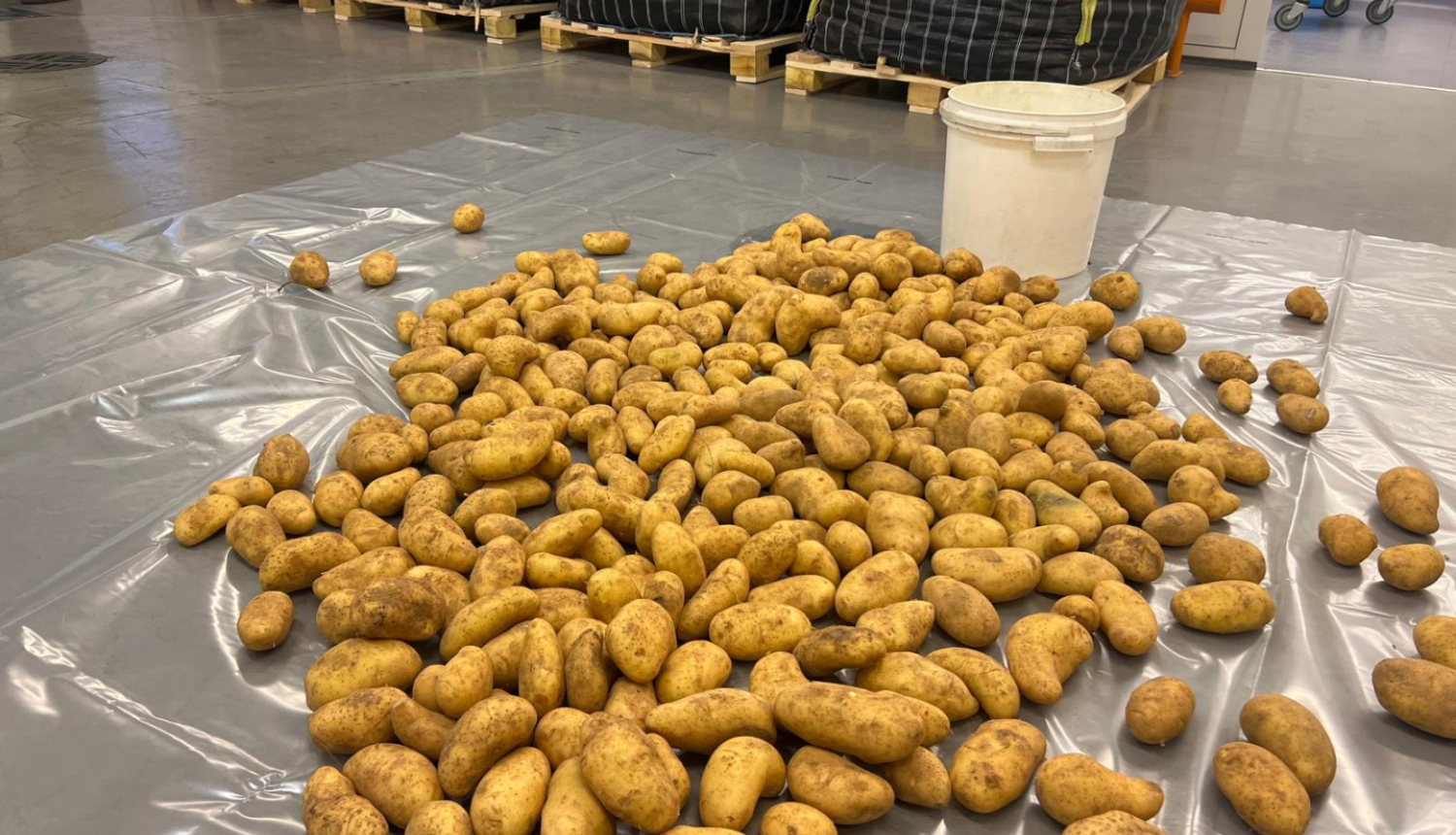 Noliktavā uz grīdas kartupeļu kaudze, fonā koka paletes