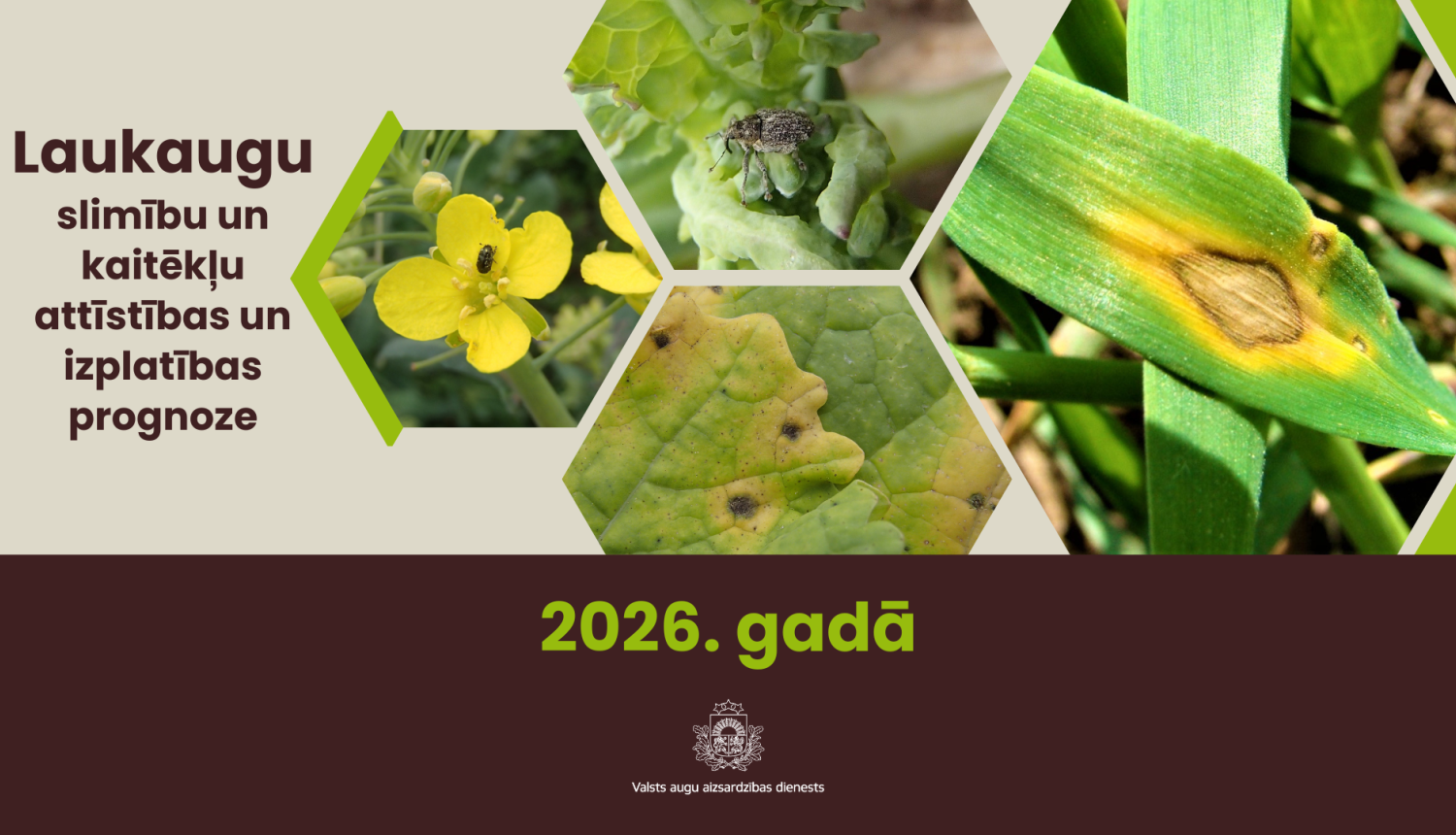 Dažādas laukaugu slimības un kaitēkļi, kuru izplatība prognozēta Latvijā 2026. gadā