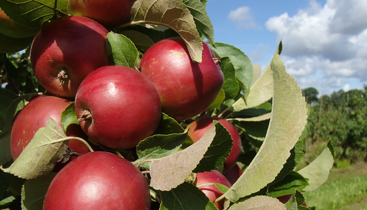 Tuvplānā ābeles zars ar skaistiem sarkaniem āboliem