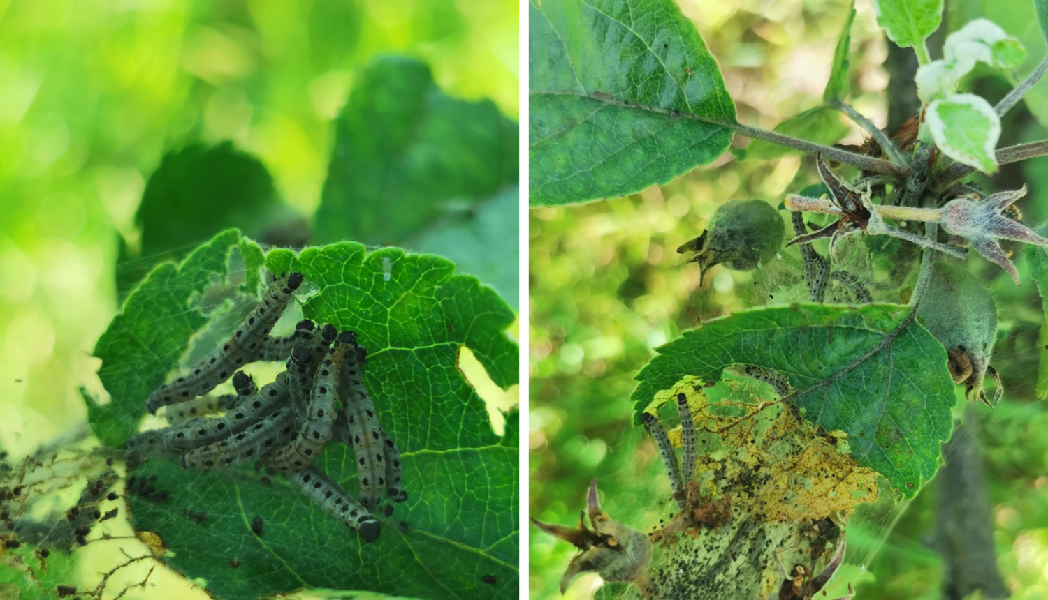 Ābeļu tīklkodes kāpuri un to bojājumi